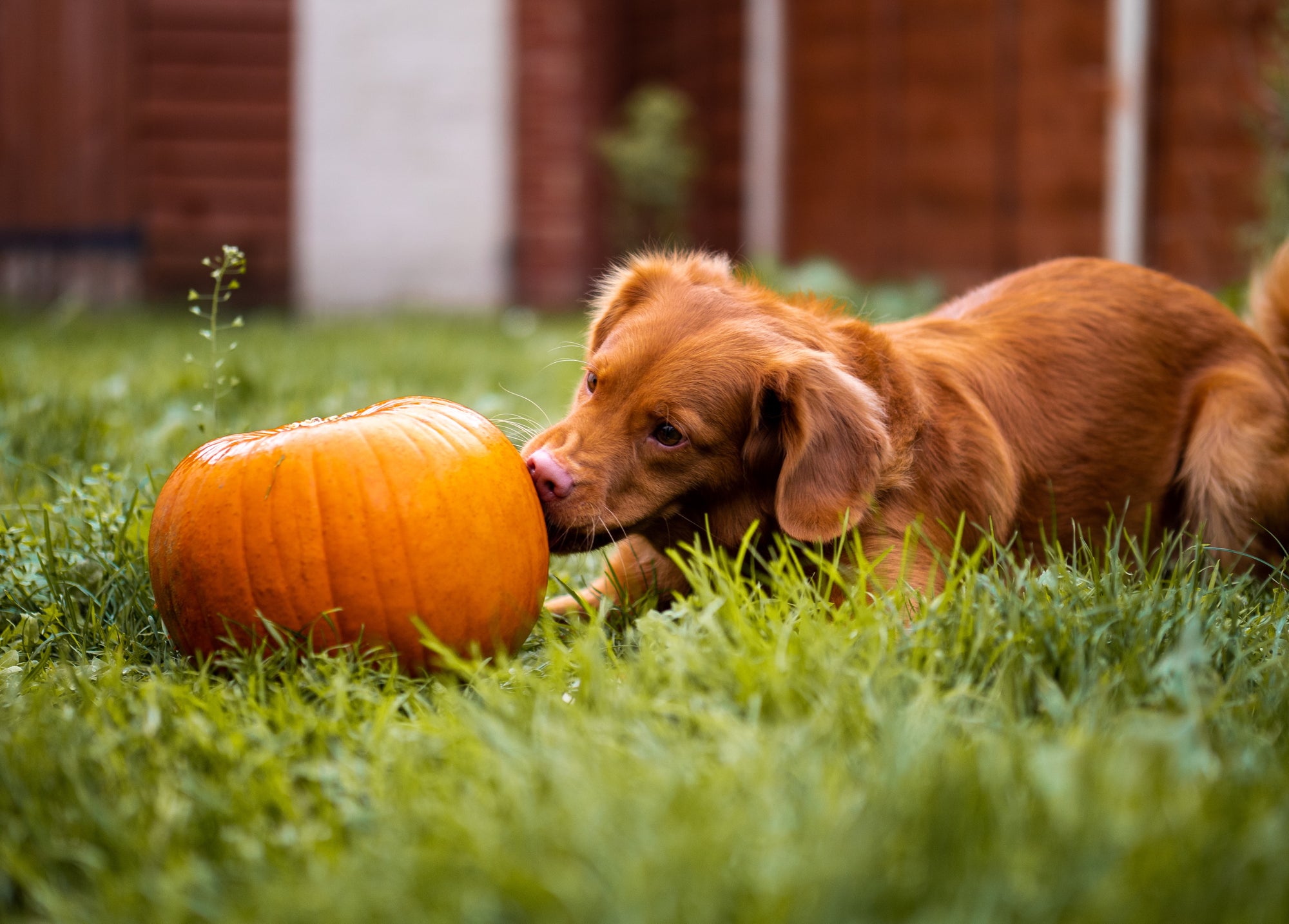 The benefits of pumpkin for dogs. - Thumper’s Pet Supplies